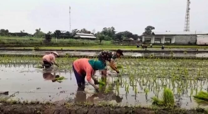 
					Serda Jainul Mustofa Dampingi Petani Tanam Padi, Dukung Ketahanan Pangan Nasional di Lekok