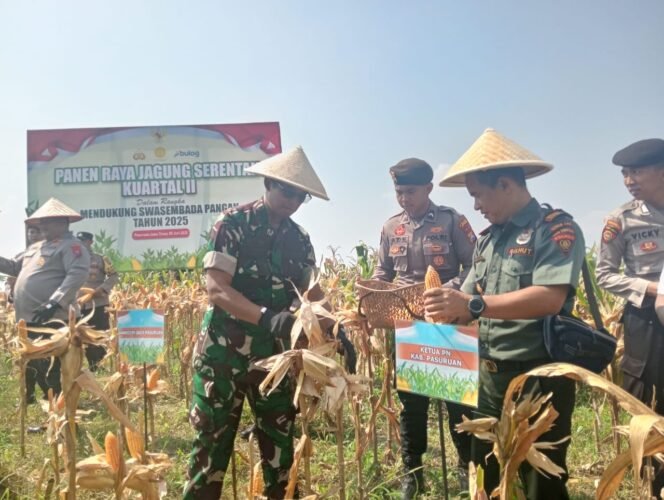 
					Dandim 0819 Pasuruan Hadiri Panen Raya Jagung Serentak, Dukung Swasembada Pangan Nasional